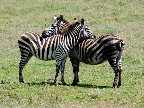 Zebras hugging in Tanzania during an adventure tour.