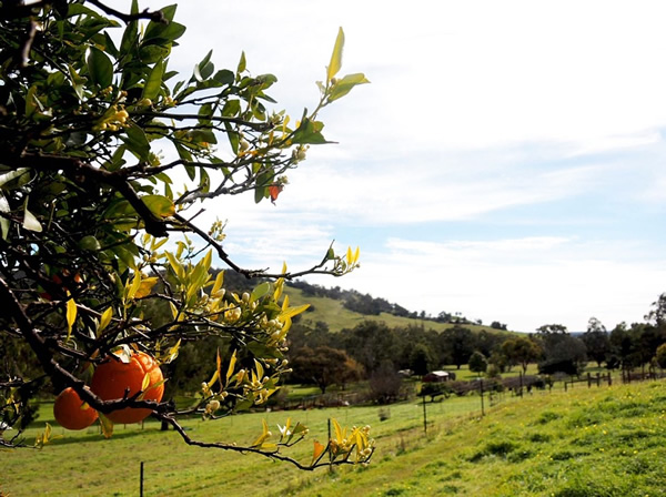 Harvesting fruit on an Australia farm is one form of work.