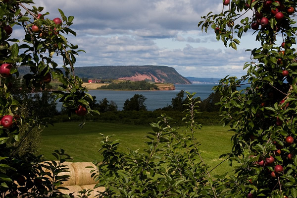 Apple trees on a farm in Canada.