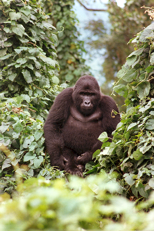 A tall gorilla in Uganda.