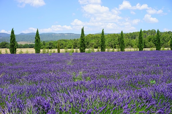 Lavender fields in Provence.