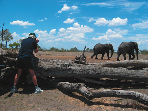 Photo of elephants on a safari.