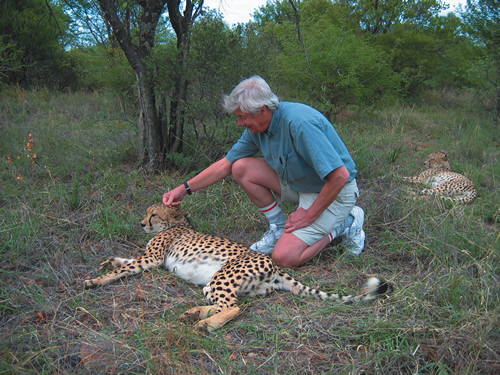 Stroking Cheetah on a Safari in Botswana.