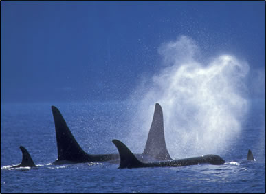 Killer whales (actually world's largest dolphins) with finns sticking up from the ocean at sunrise.