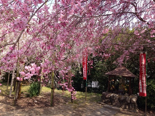 Spring cherry blossoms in Japan.