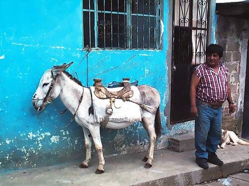 A man with a donkey in Yucatan, Mexico.