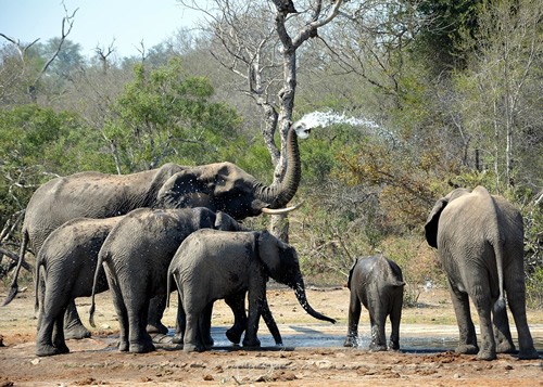 A herd of elephants spotted.