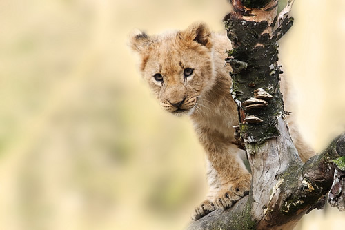 Lion cub.