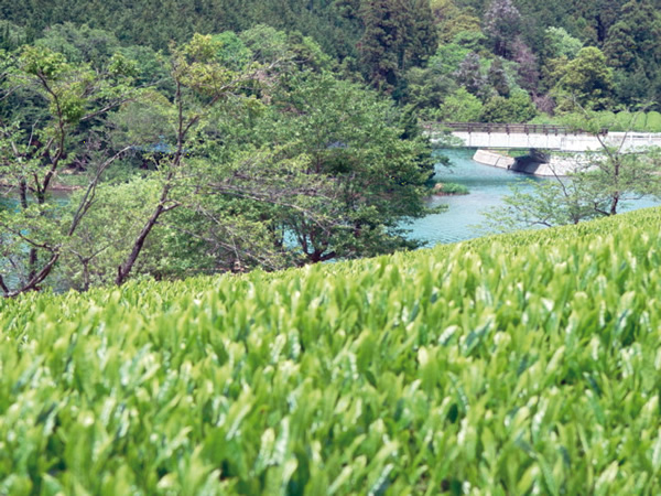 Japanese farm field with a stream.