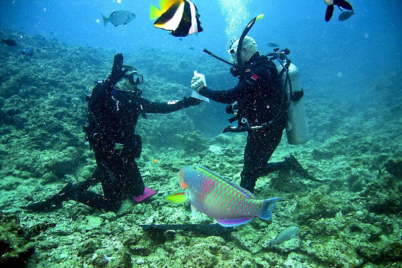 Two people scuba diving in the ocean and colorful fish.