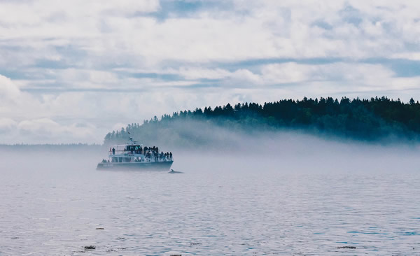 Whalewatching in Nova Scotia, Canada.