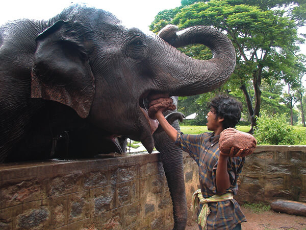 A young local worker is feeding an elephant.