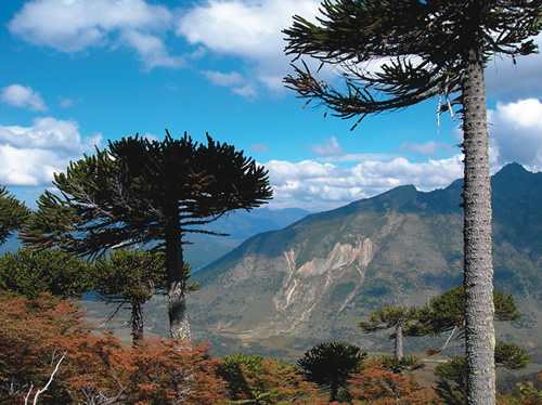 Lanin National Park in Patagonia, Argentina with Monkey Puzzle Trees.
