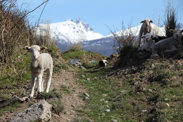 Sheep on trekking trail in Patagonia.