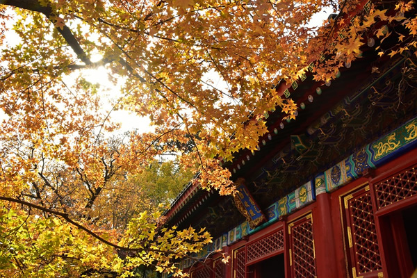 Autumn in Beijing, China.