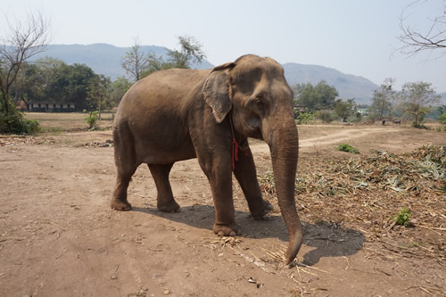 Volunteer to rescue elephants in Thailand.