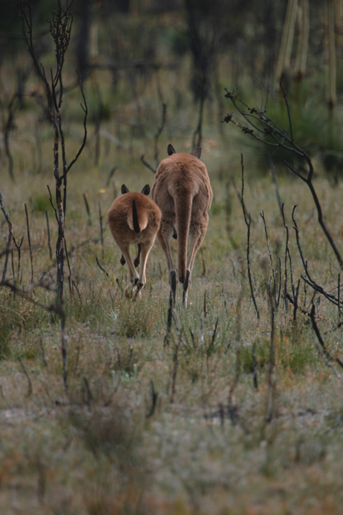 Kangaroos in Grampian National Park.