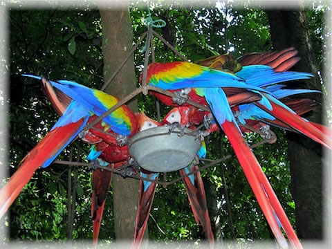 Scarlet macaws feeding on birdseed from trees in Costa Rica.